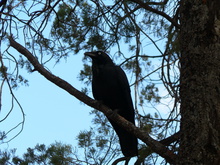 Spitzbube. Neuhollandkrähe.
