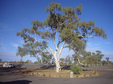 Baum der Erkenntnis: hier Pause machen.
