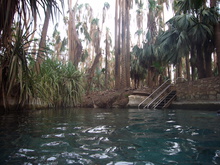 Busch-Thermalbad in Mataranka.