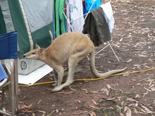 Immer auf der Suche nach Futter: Wallaby.