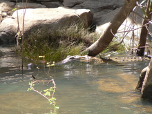 Süß- oder Salzwasserkrokodil?