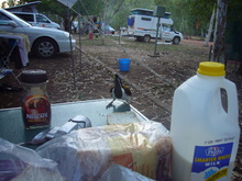 Die diebische Elster ist ein Blue-faced Honeyeater.