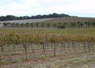 Barrossa Valley, die Weingegend Australiens.