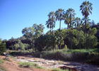 Die Red-gabbed Palms ...