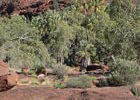 ... zum Palm Valley.